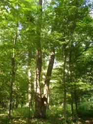 Рибальське з panoramio.com