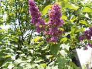 Дмитрівка з panoramio.com