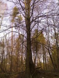 Козаки з panoramio.com