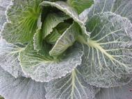 Масківці з panoramio.com