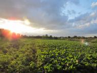 Дубовий Гай з panoramio.com