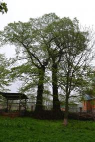 Облапи з panoramio.com