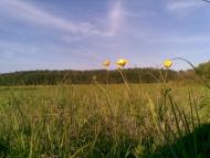 Бирине з panoramio.com