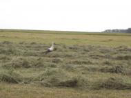 Камка - Останні фото