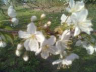 Пильки з panoramio.com