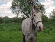 Голосків з panoramio.com