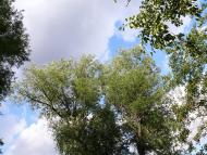 Змійове з panoramio.com