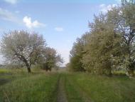 Пильки з panoramio.com