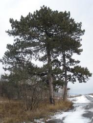 Кам'янка з panoramio.com