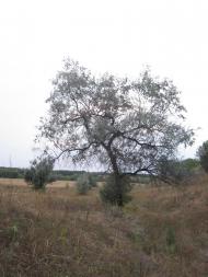Фрунзе з panoramio.com