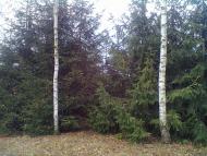 Кропивна з panoramio.com