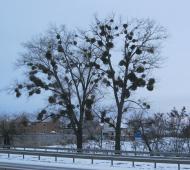 Біла Криниця з panoramio.com