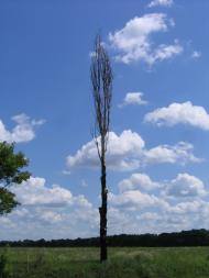 Лебедин з panoramio.com