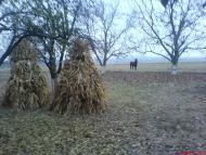 Гута-Яцьковецька з panoramio.com