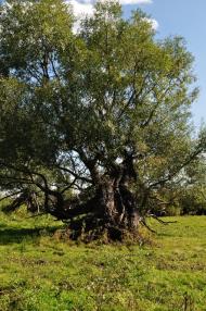 Миси з panoramio.com