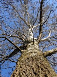 Червонодніпровка з panoramio.com