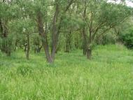 Горбачево-Михайлівка - Останні фото