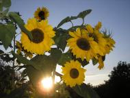 Квітневе з panoramio.com