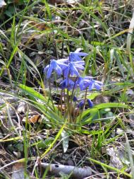 Придніпрянське з panoramio.com