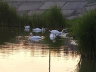 Ковалівка з panoramio.com