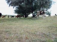 Вишняки з panoramio.com