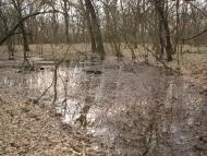 Підлісне з panoramio.com