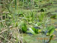 Снігурівка з panoramio.com