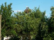 Дятилівка з panoramio.com