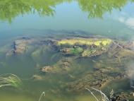 Шубків з panoramio.com