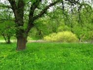 Підлісне з panoramio.com