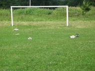 Velyka Pavlivka - Latest photos