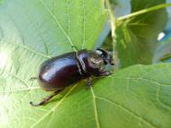 Турійськ з panoramio.com - Турійськ