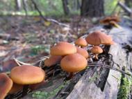 Проліски з panoramio.com