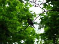 Піщане з panoramio.com