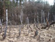 Жовтневе з panoramio.com