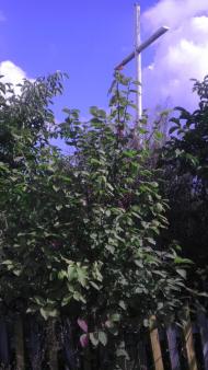 Світанок з panoramio.com