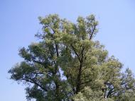 Коломійцева Долина - Останні фото