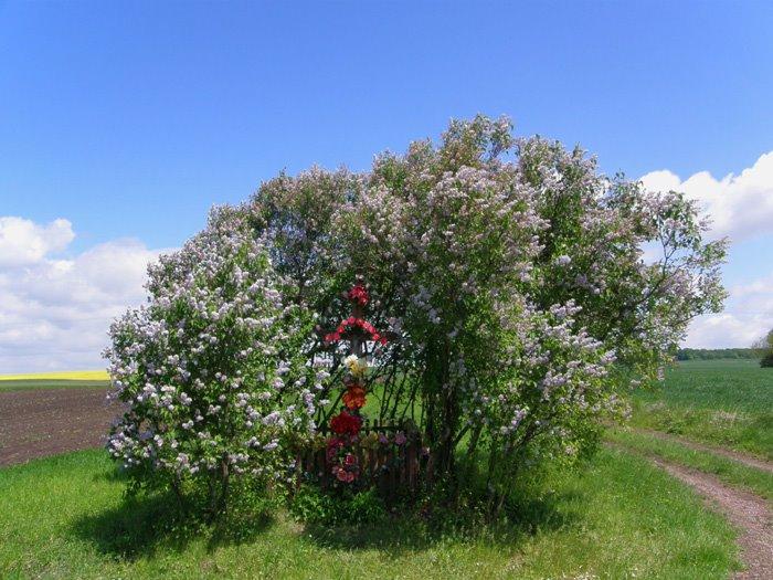 Корчів з panoramio.com - Корчев