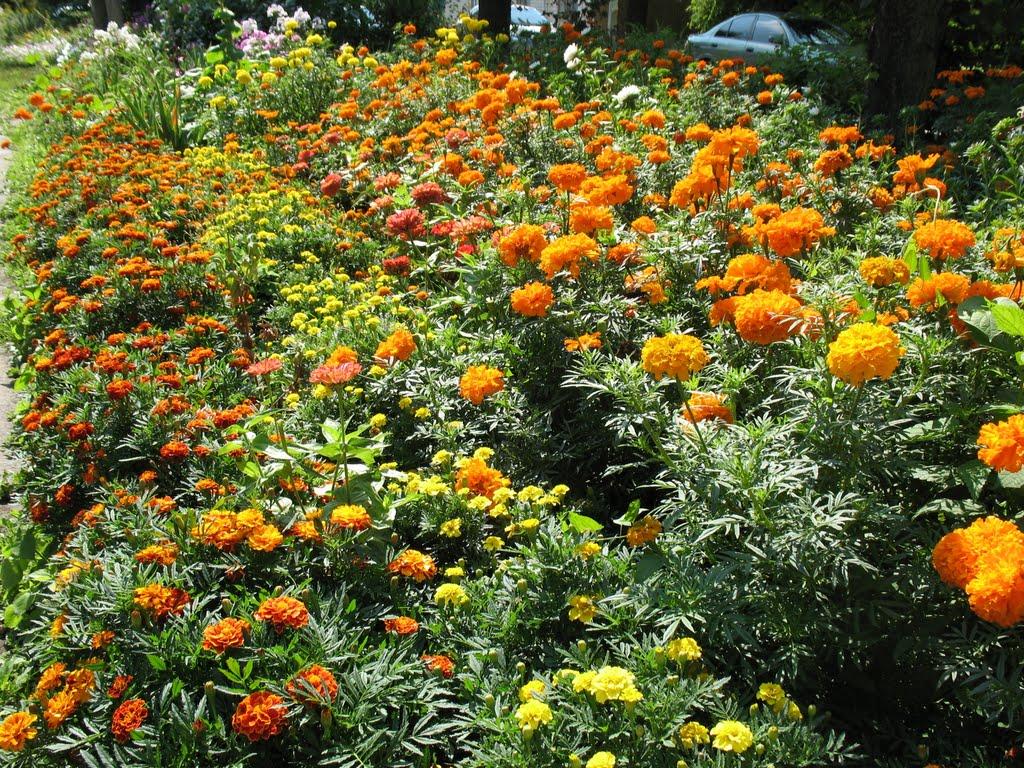 Житомир з panoramio.com (ч.3) - Житомир