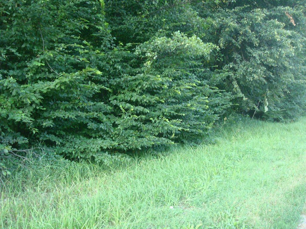 Лісо-Березівка з panoramio.com - Liso-Berezivka