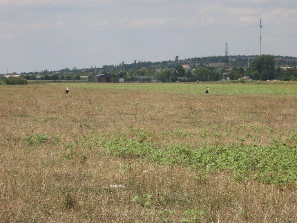 Новопетрівка з panoramio.com - Новопетрівка