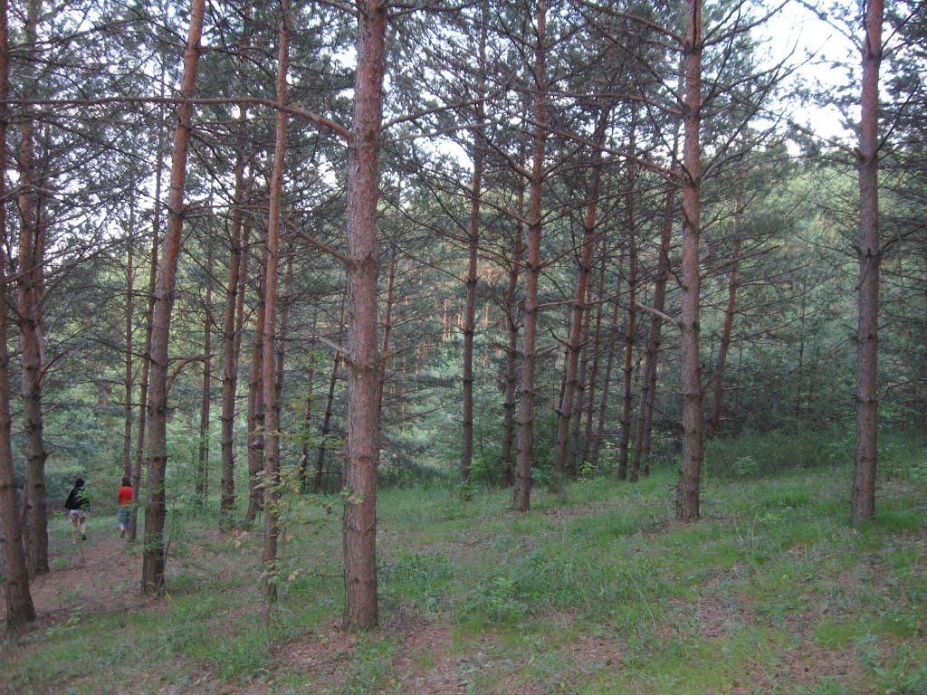 Пискунівка з panoramio.com - Пискунівка