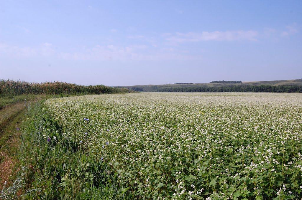 Булгаківка з panoramio.com - Булгаківка