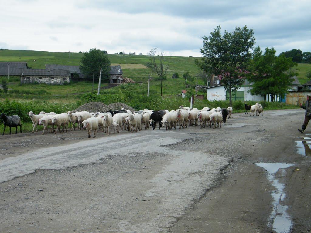 Верхні Станівці з panoramio.com - Верхні Станівці