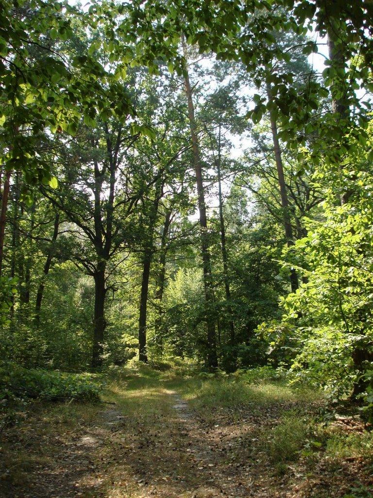 Хрипськ з panoramio.com - Khrypsk