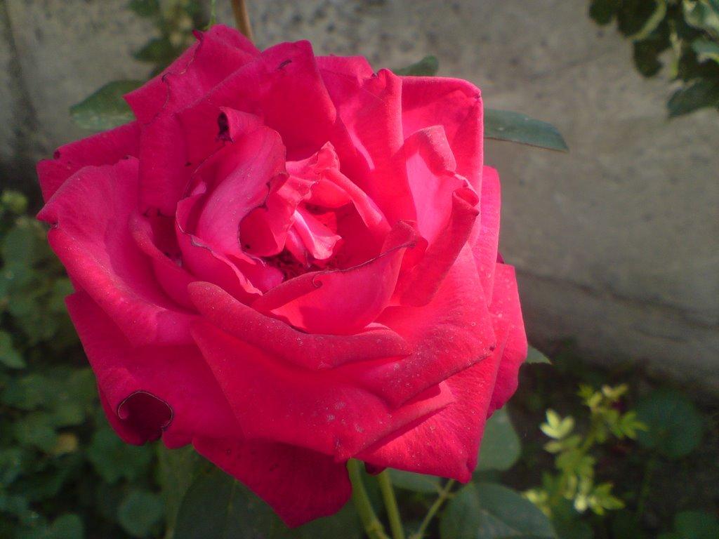 Вороньків з panoramio.com - Вороньків