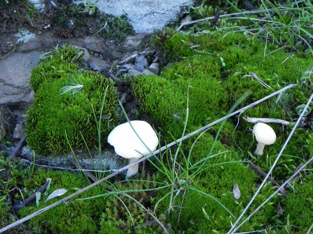 Гришки з panoramio.com - Гришки