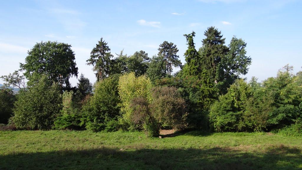 Великий Бичків з panoramio.com - Великий Бичків