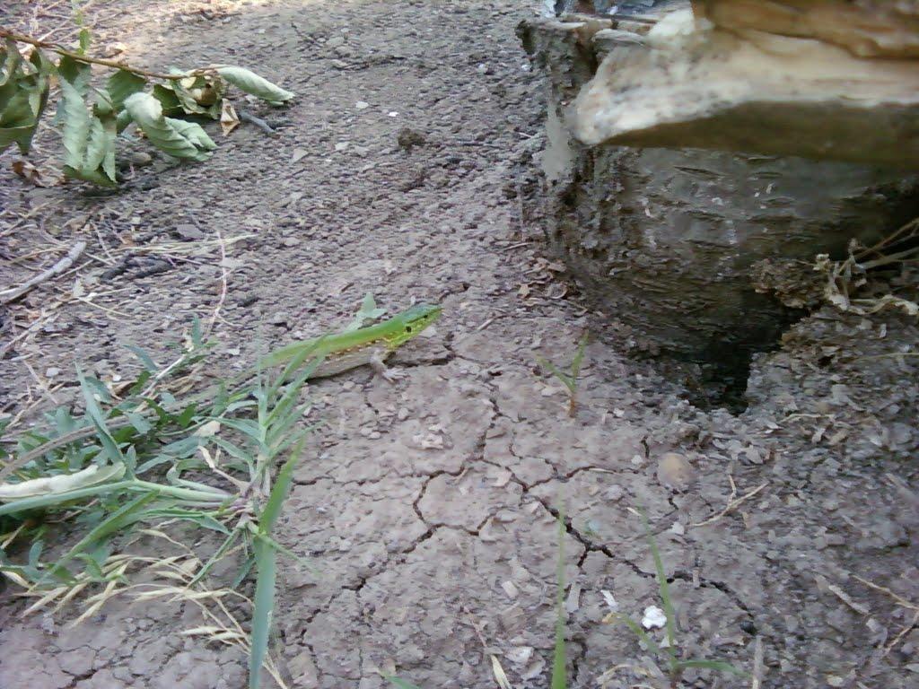 Гришки з panoramio.com - Гришки