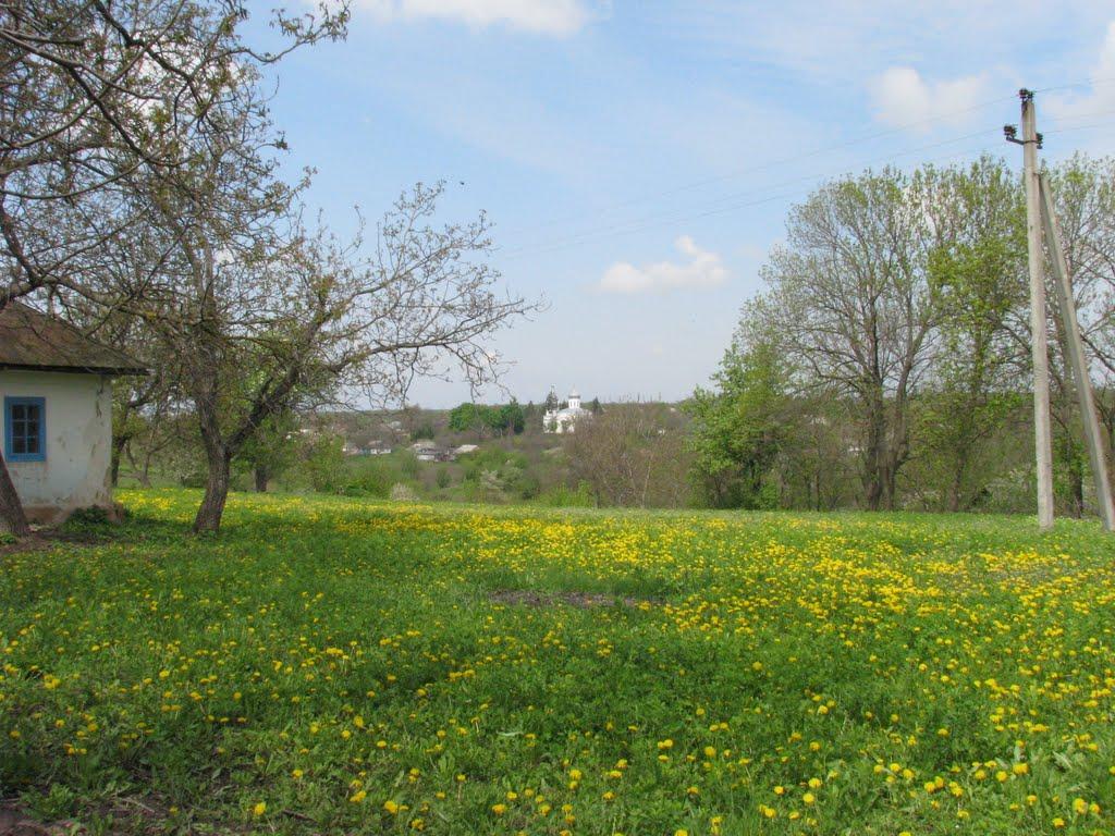 Ладижинські Хутори з panoramio.com - Ладижинські Хутори